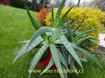 Aloe Vera