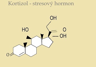 Kortizol – hormon stresu
